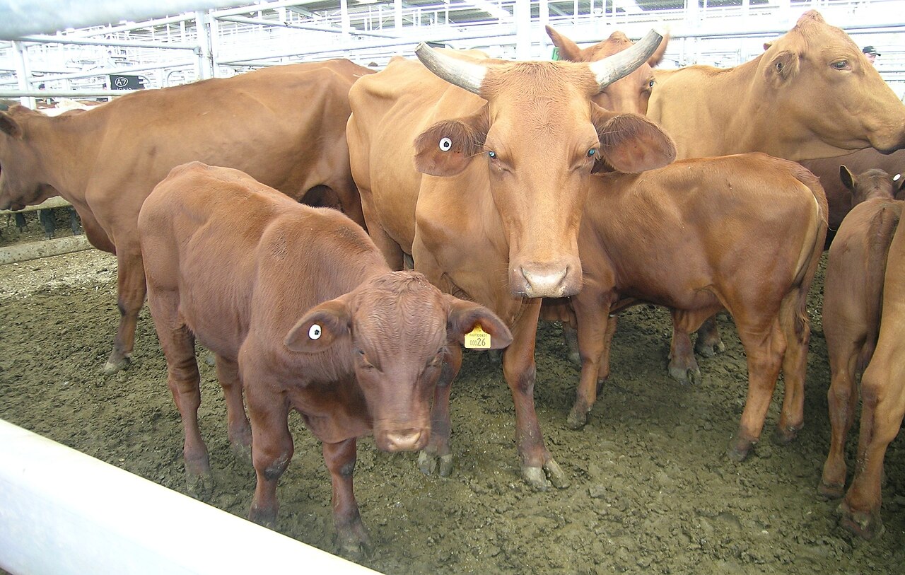 King Ranch 1853-Günümüz