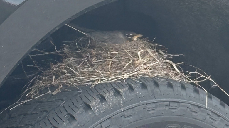 Olathe Ford Lincoln birds
