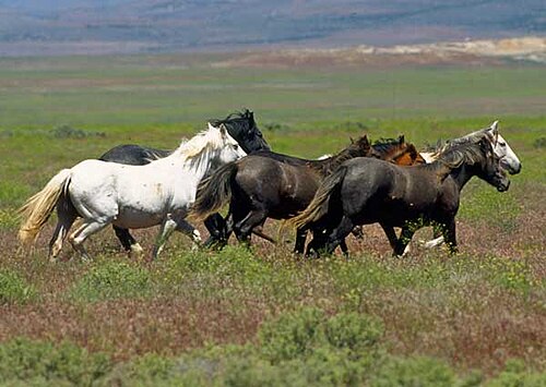 Wild mustangs on BLM land