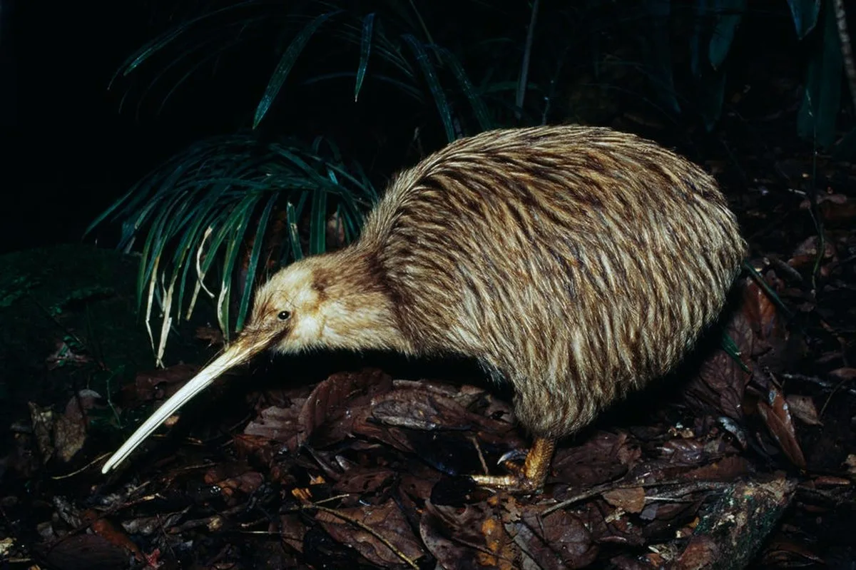 Little Spotted Kiwi or Little Gray Kiwi Little Spotted Kiwi or Little Gray Kiwi