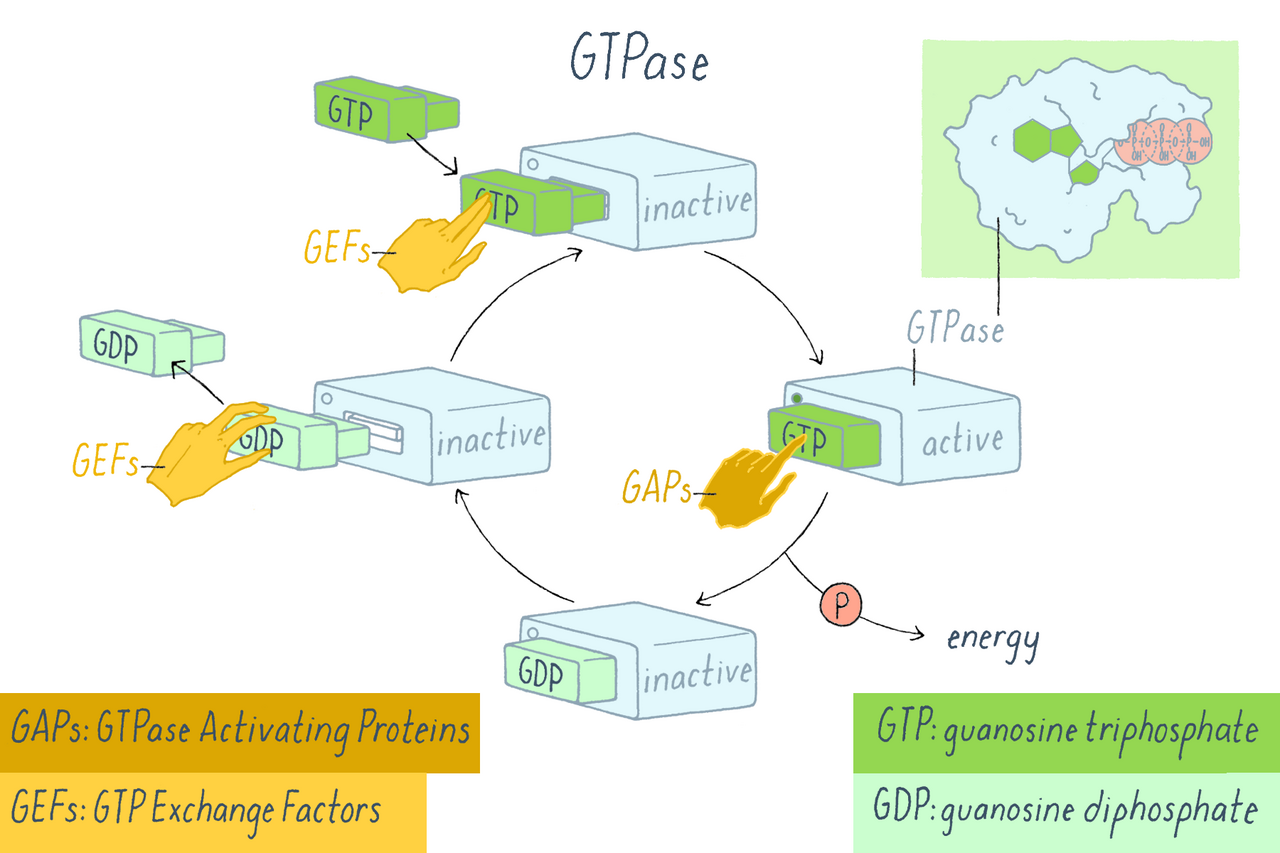 Signaling enzymes that bind to and catalyze the conversion of the nucleotide guanosine triphosphate (GTP) to guanosine diphosphate (GDP). GTPases are deactivated when GTP is converted to GDP.