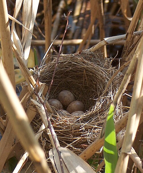 Deep cup nest of the great reed-warbler