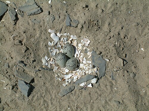 Some nest linings, such as the shell fragments in this Charadrius plover scrape, may help to prevent the eggs from sinking into muddy or sandy soil.
